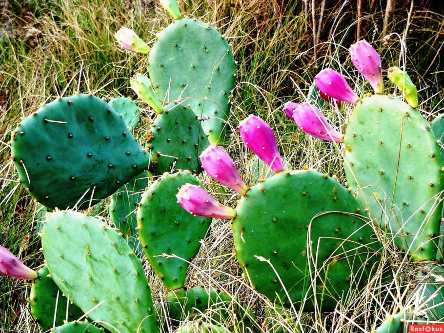 Опунция Абхазия