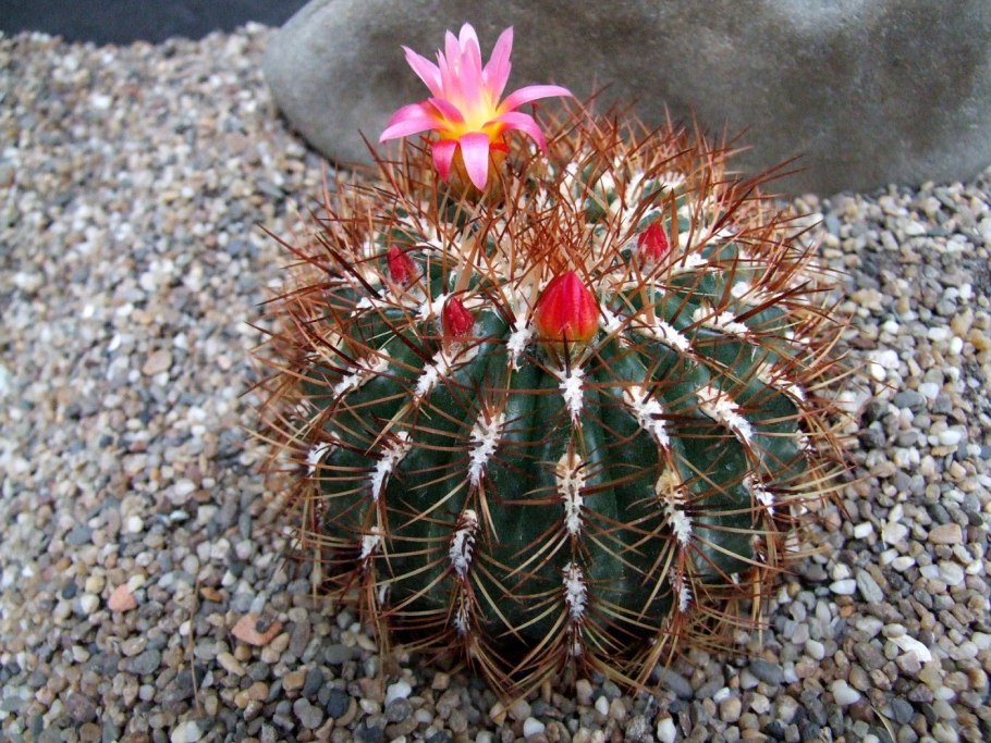 Кактус шпора