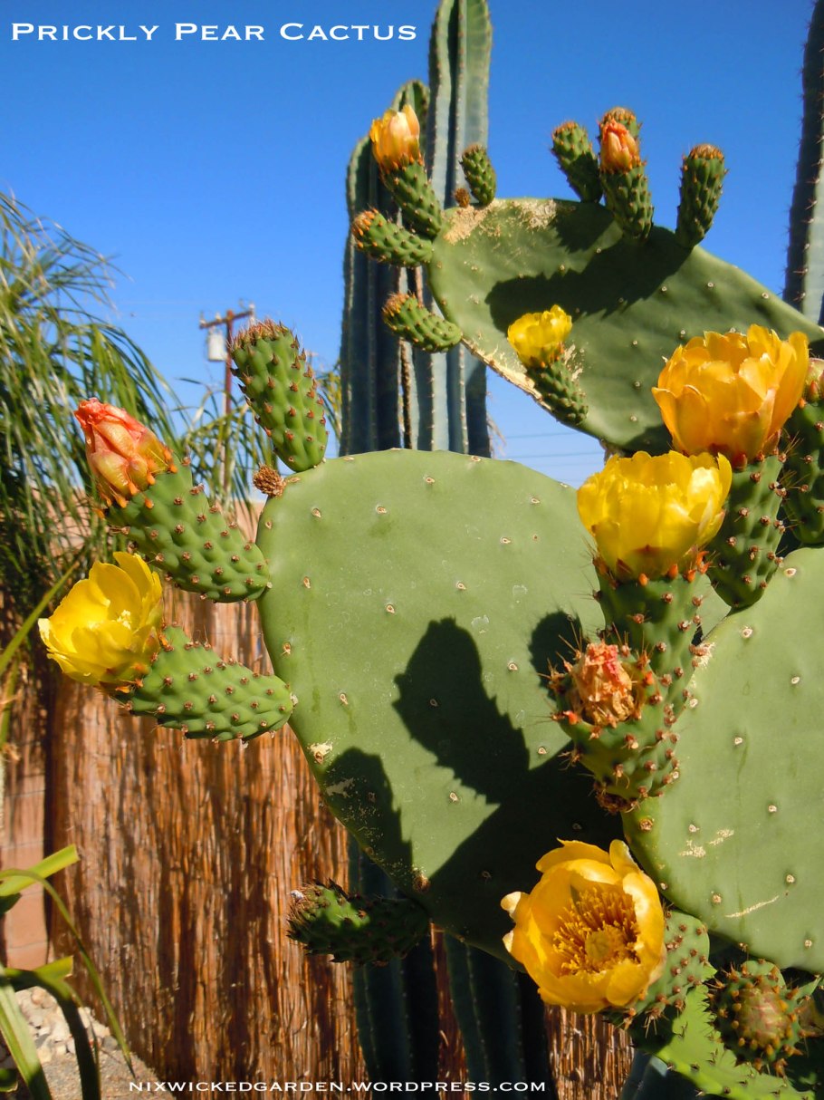 Опунция Гагра