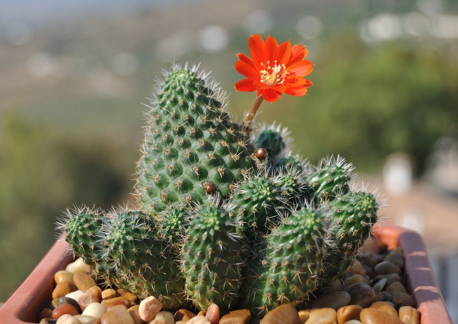 Кактус ребуция