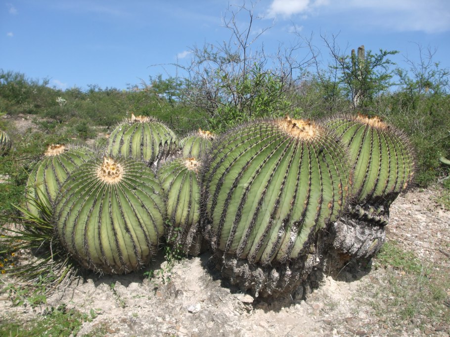 Cactaceae Кактус
