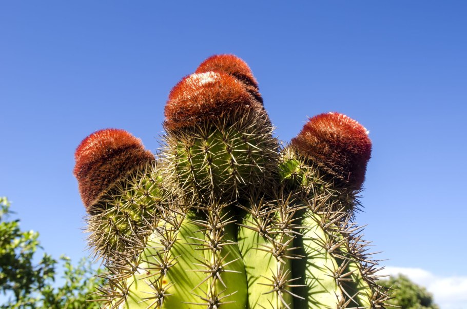 Сицилия Флора