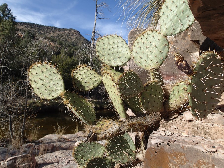 Растения Абхазии Агава