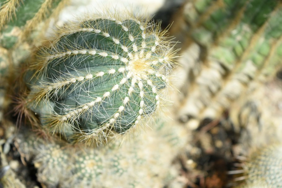 Кактус parodia magnifica