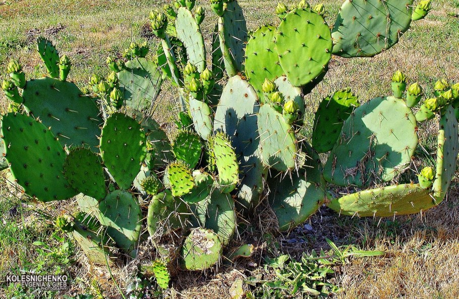 Опунция Абхазия