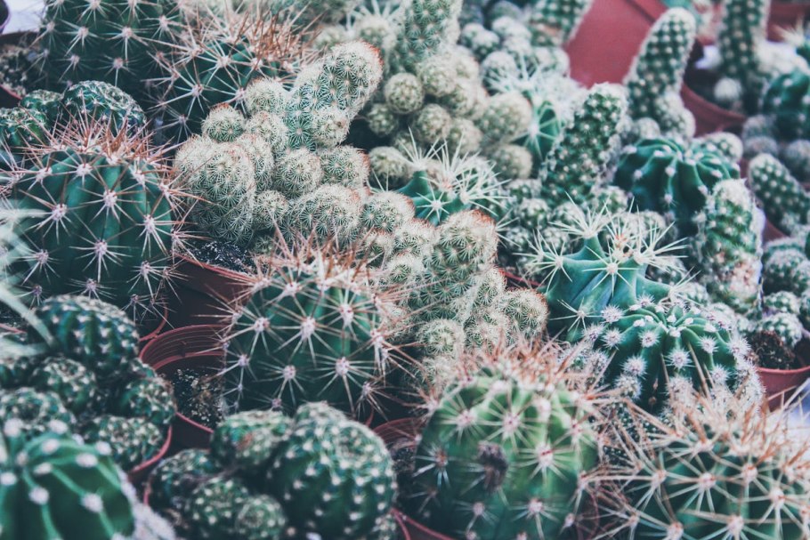 Мелокактус не самое популярное растение