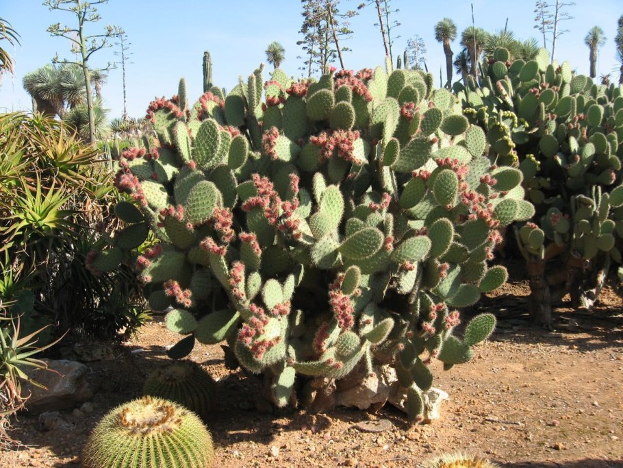 Цилиндрические кактусы пустыни Сонора