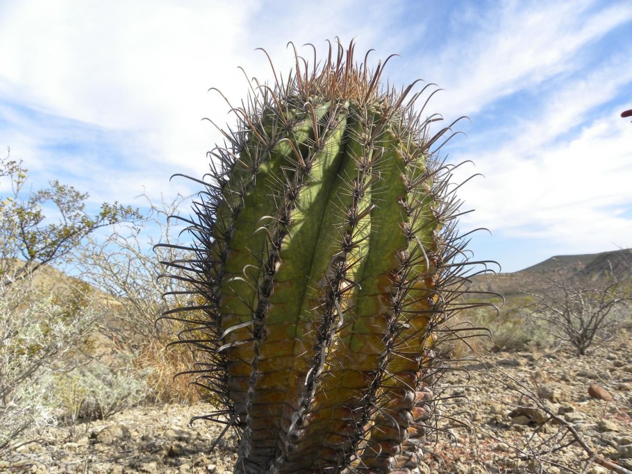 Древовидная Агава
