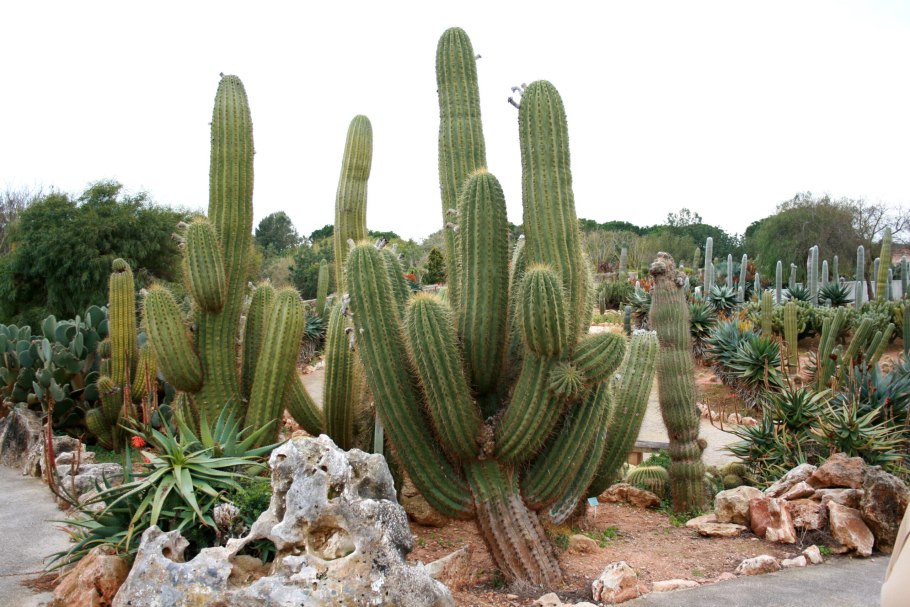 Опунция Кактус съедобные плоды