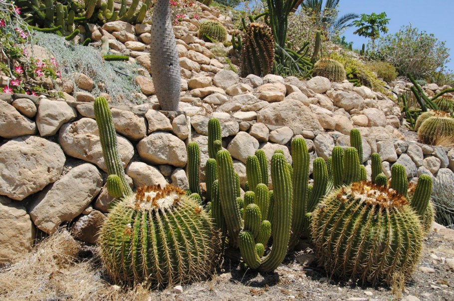 Растительность центральной Мексики