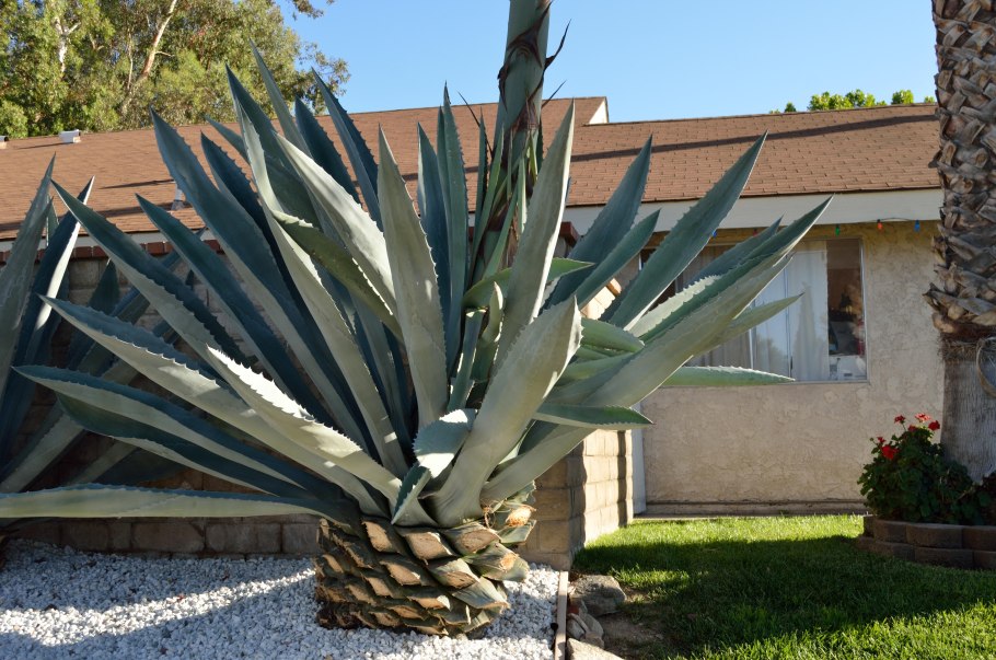 Echinopsis atacamensis