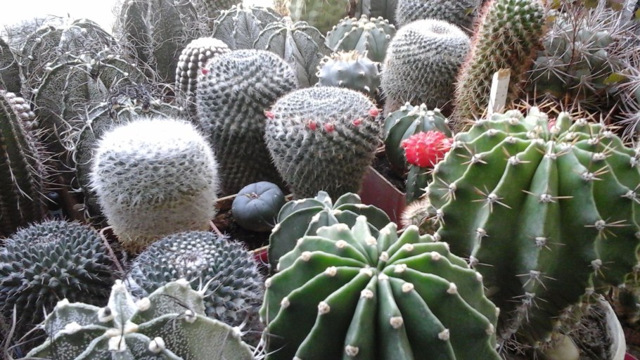 Кактус комнатный