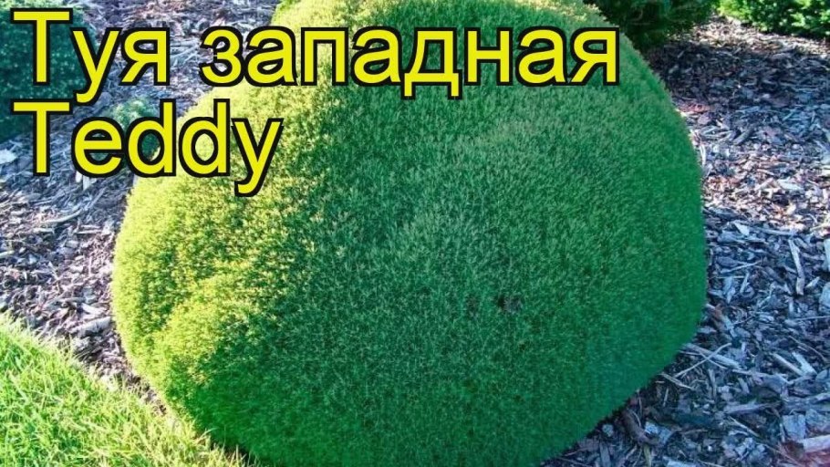 Туя Западная Teddy