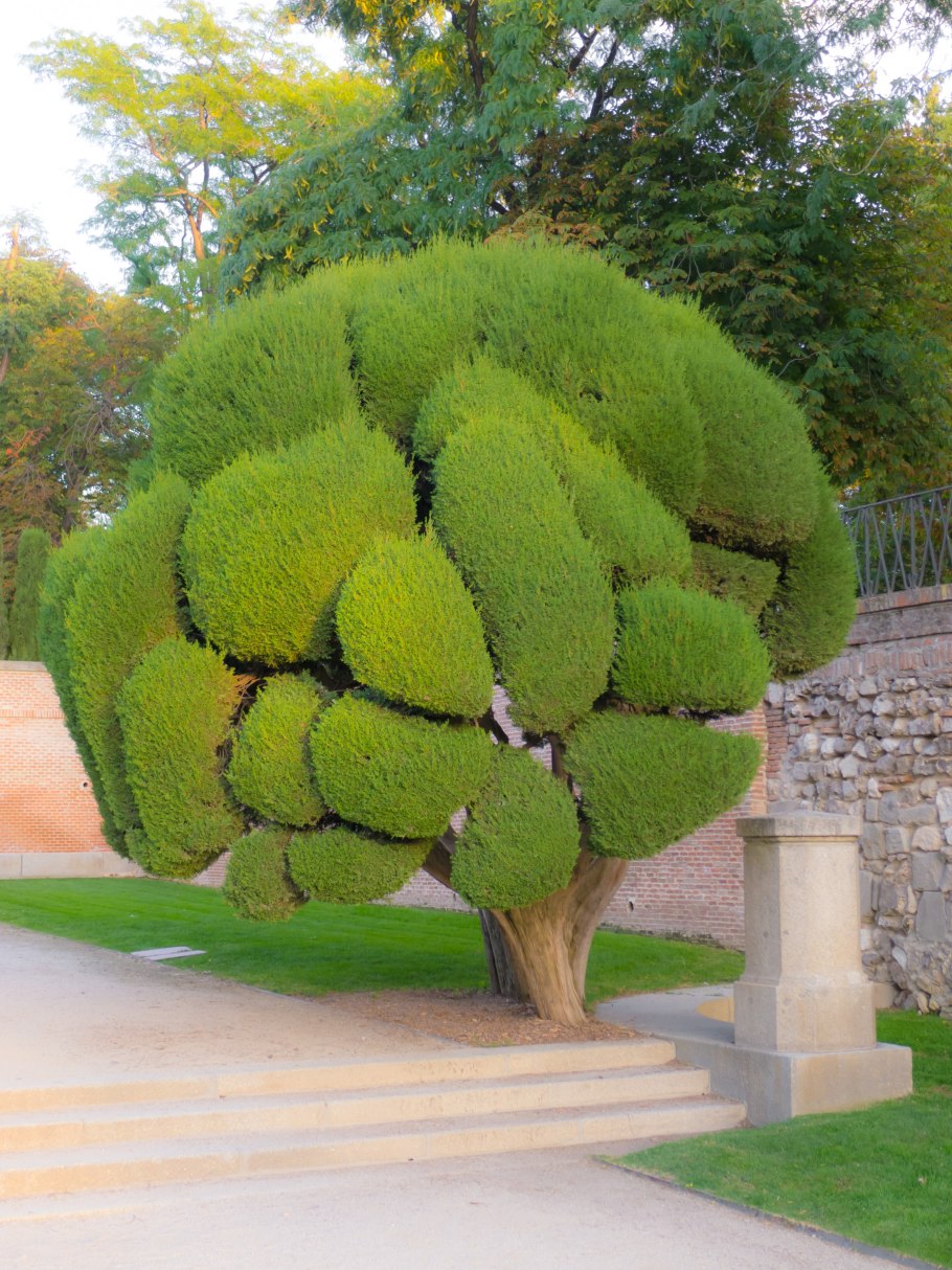 Ива ломкая шаровидная