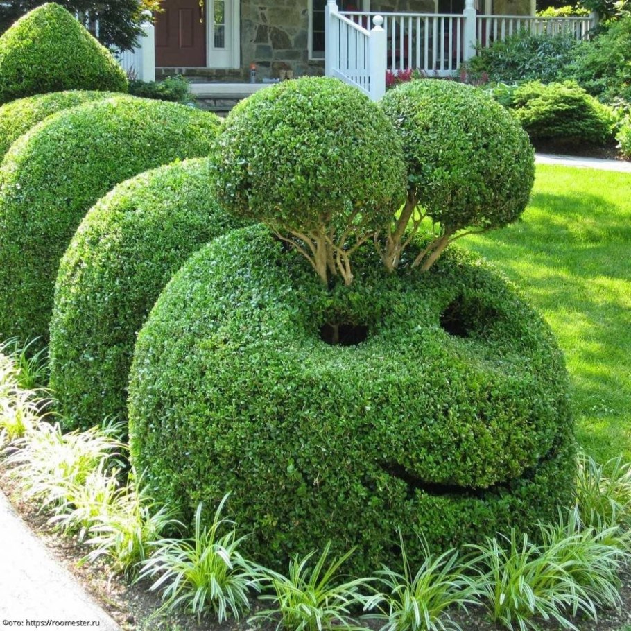 Ива шаровидная Топиар