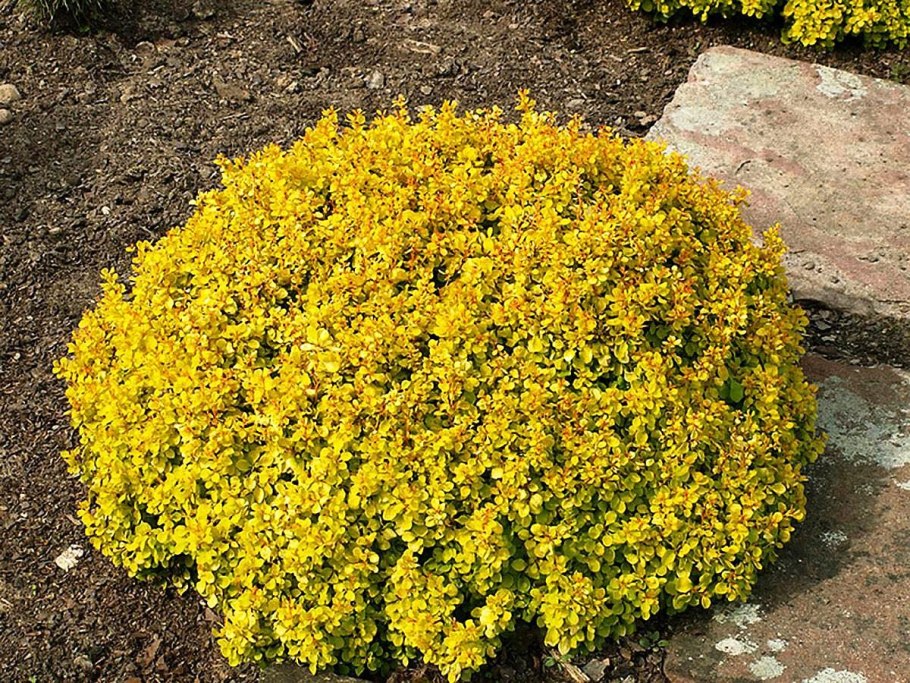 Барбарис Тунберга tiny Gold