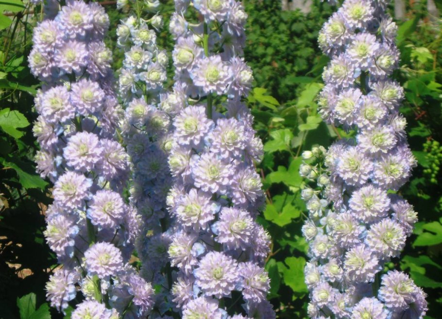 Дельфиниум Highlander Crystal Delight