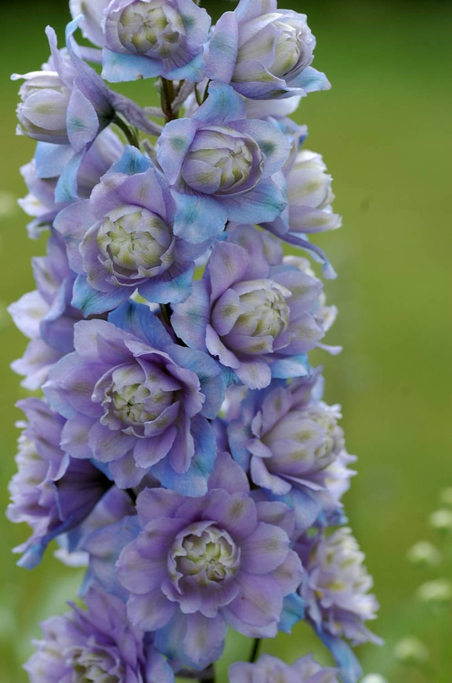 Дельфиниум ГОССАМЕР