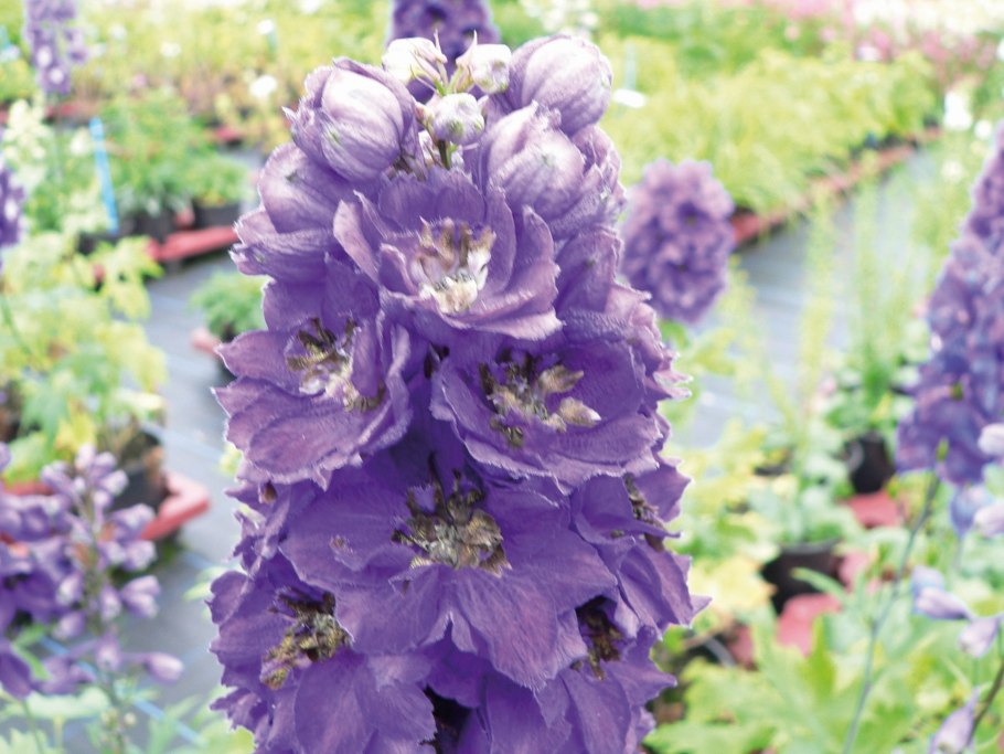 Дельфиниум хайлендер Мунлайт