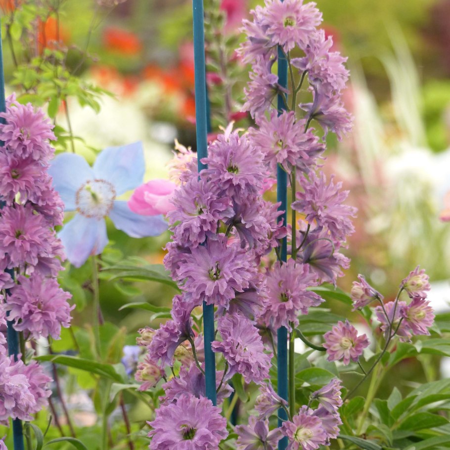 Дельфиниум хайлендер