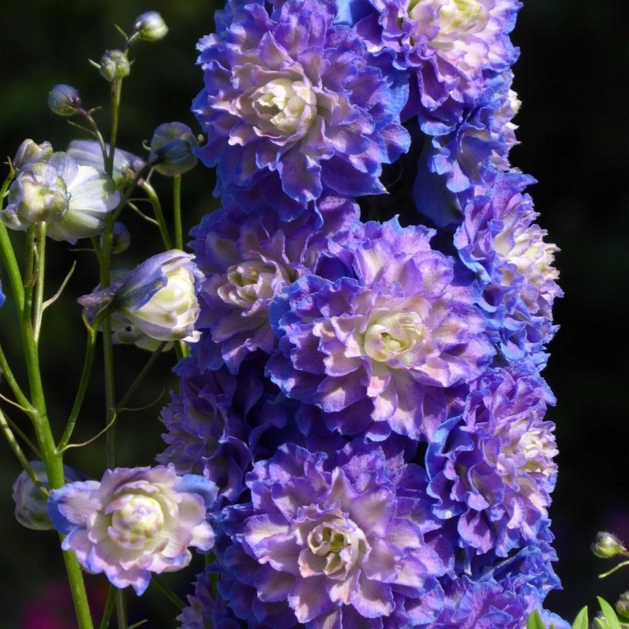 Дельфиниум Highlander Flamenco