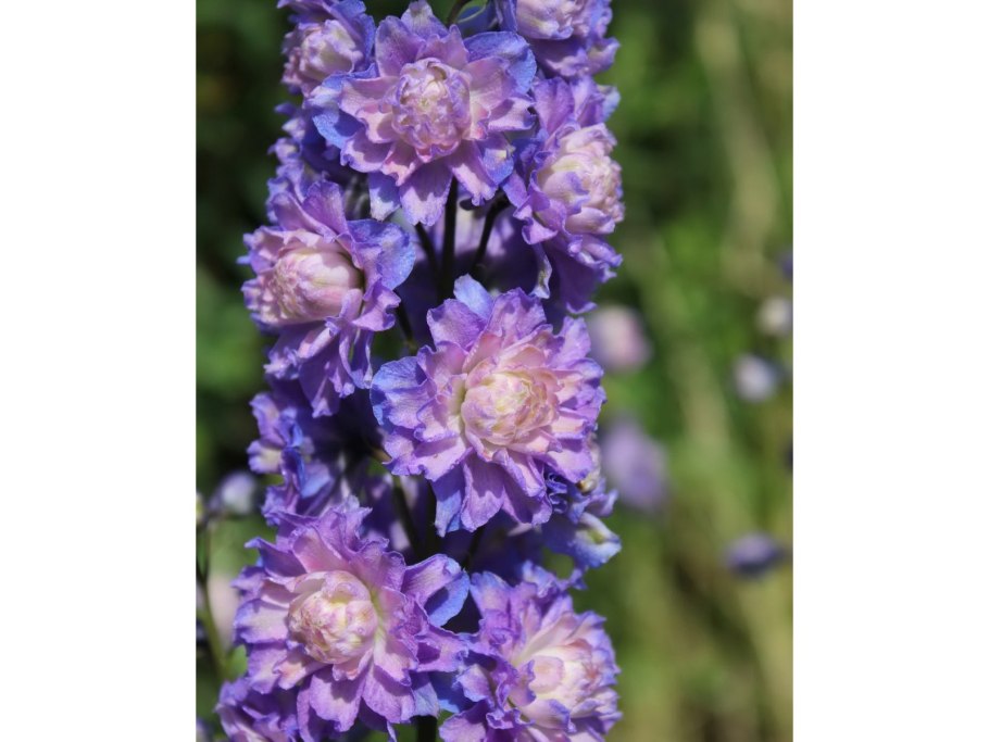 Дельфиниум Highlander Bolero