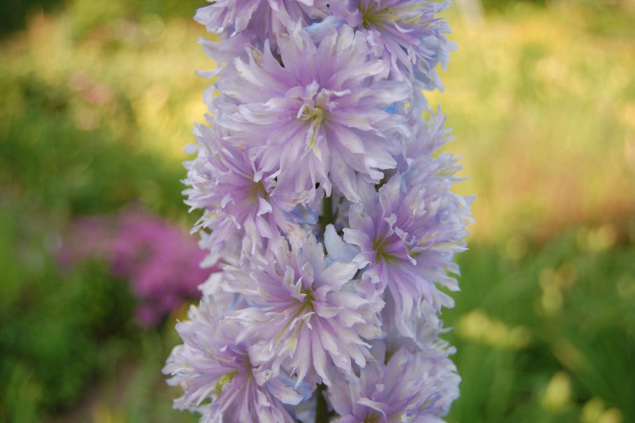 Дельфиниум розовый у забора