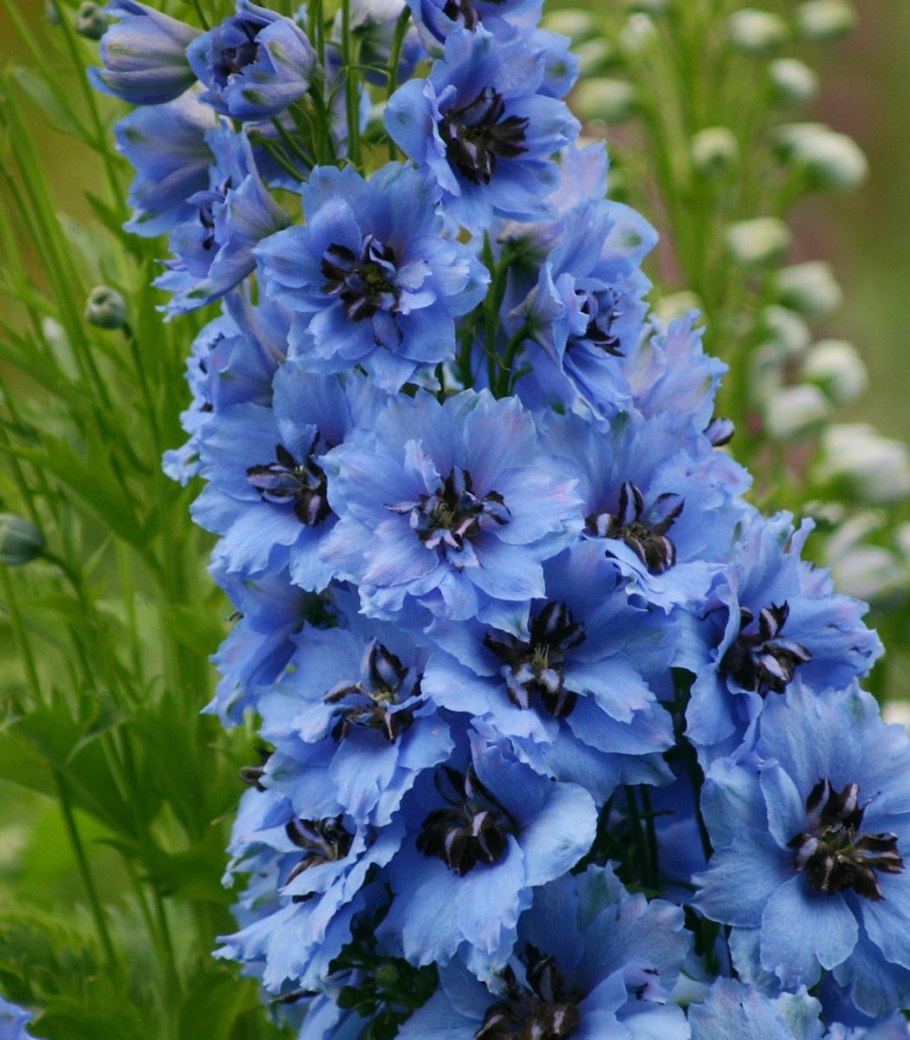 Дельфиниум Гвардиан Блю