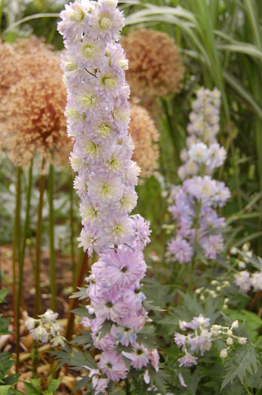 Дельфиниум Highlander БЛЮБЕРРИ Пай