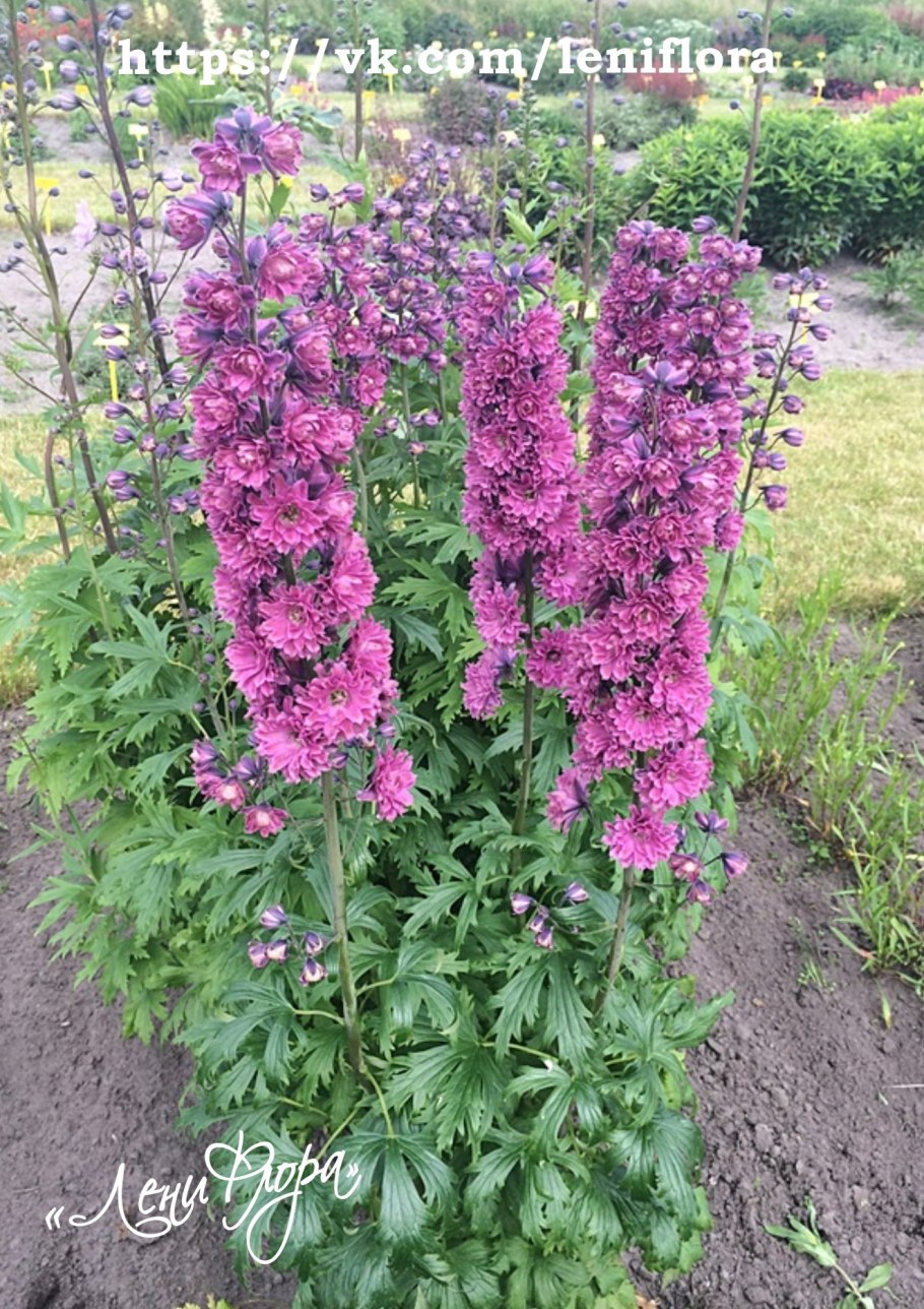 Дельфиниум Highlander Flamenco