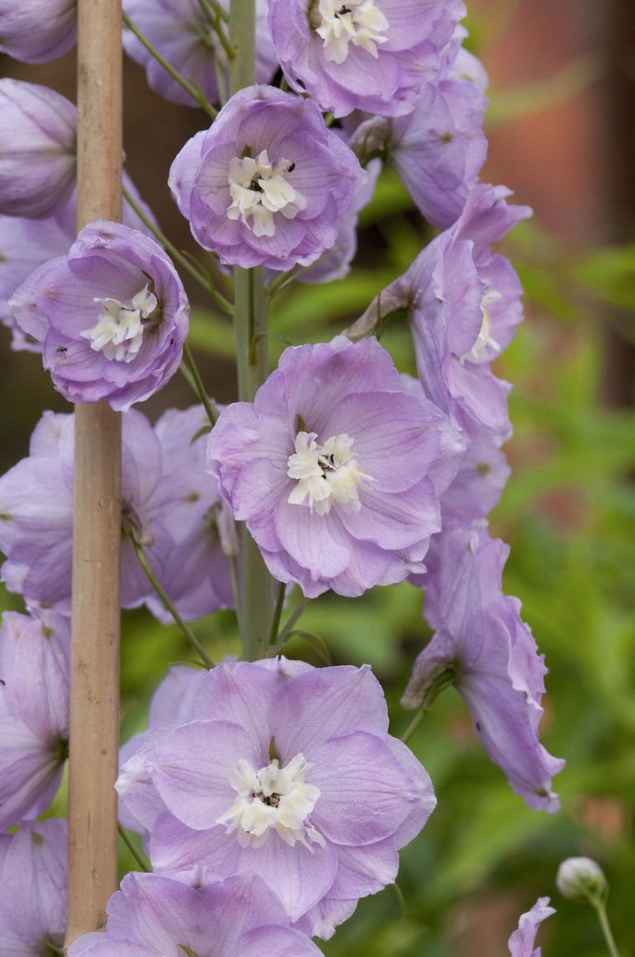 Дельфиниум "Коннектикут Янки"