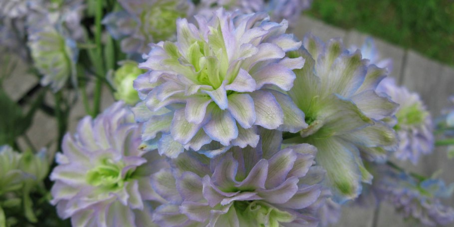 Дельфиниумы Шотландские гибриды