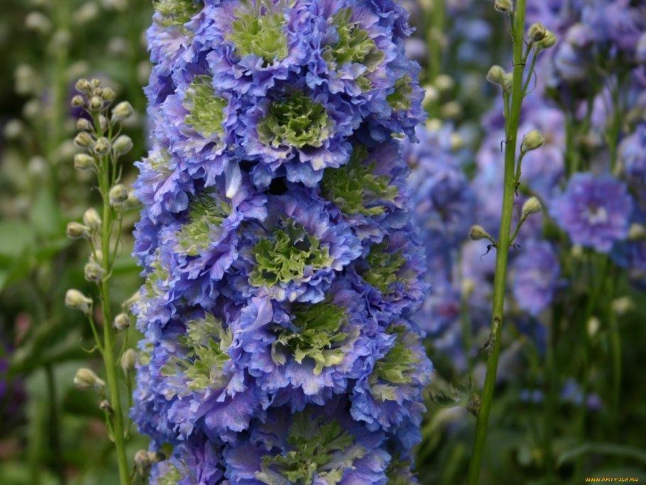 Дельфиниум Highlander Свит Сенсейшн