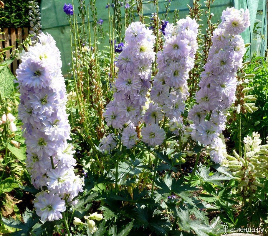 Дельфиниум Мунлайт