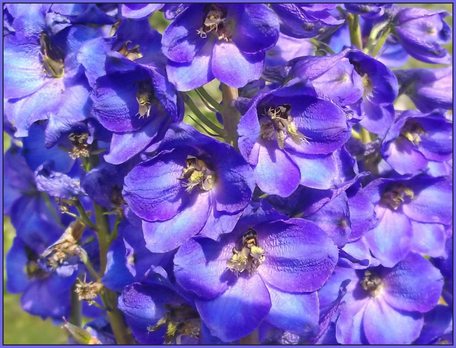 Дельфиниум махровый многолетний