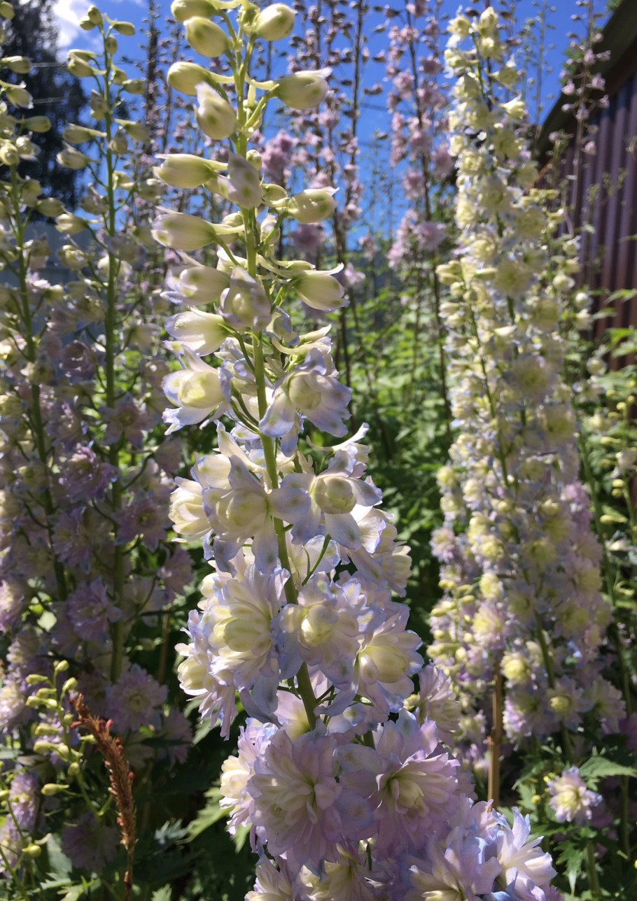 Дельфиниум Highlander БЛЮБЕРРИ Пай