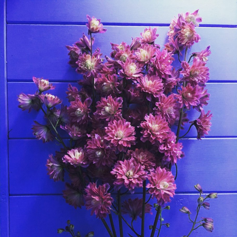 Дельфиниум Highlander Bolero