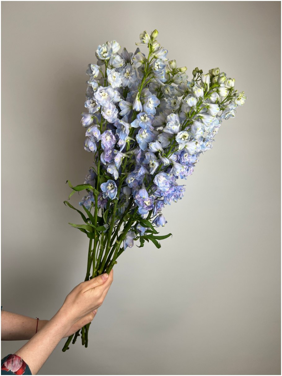 Дельфиниум Блю Миррор