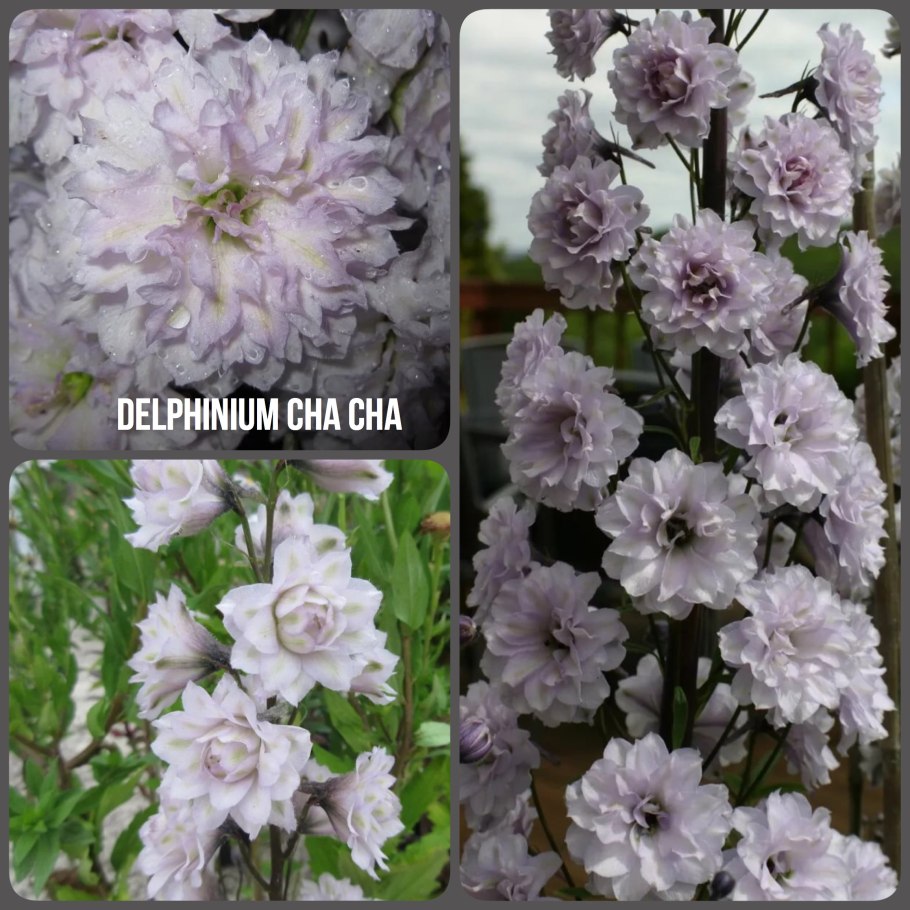 Дельфиниум Highlander ча ча