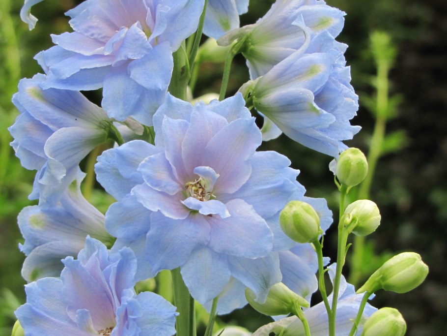 Дельфиниум Highlander Bolero