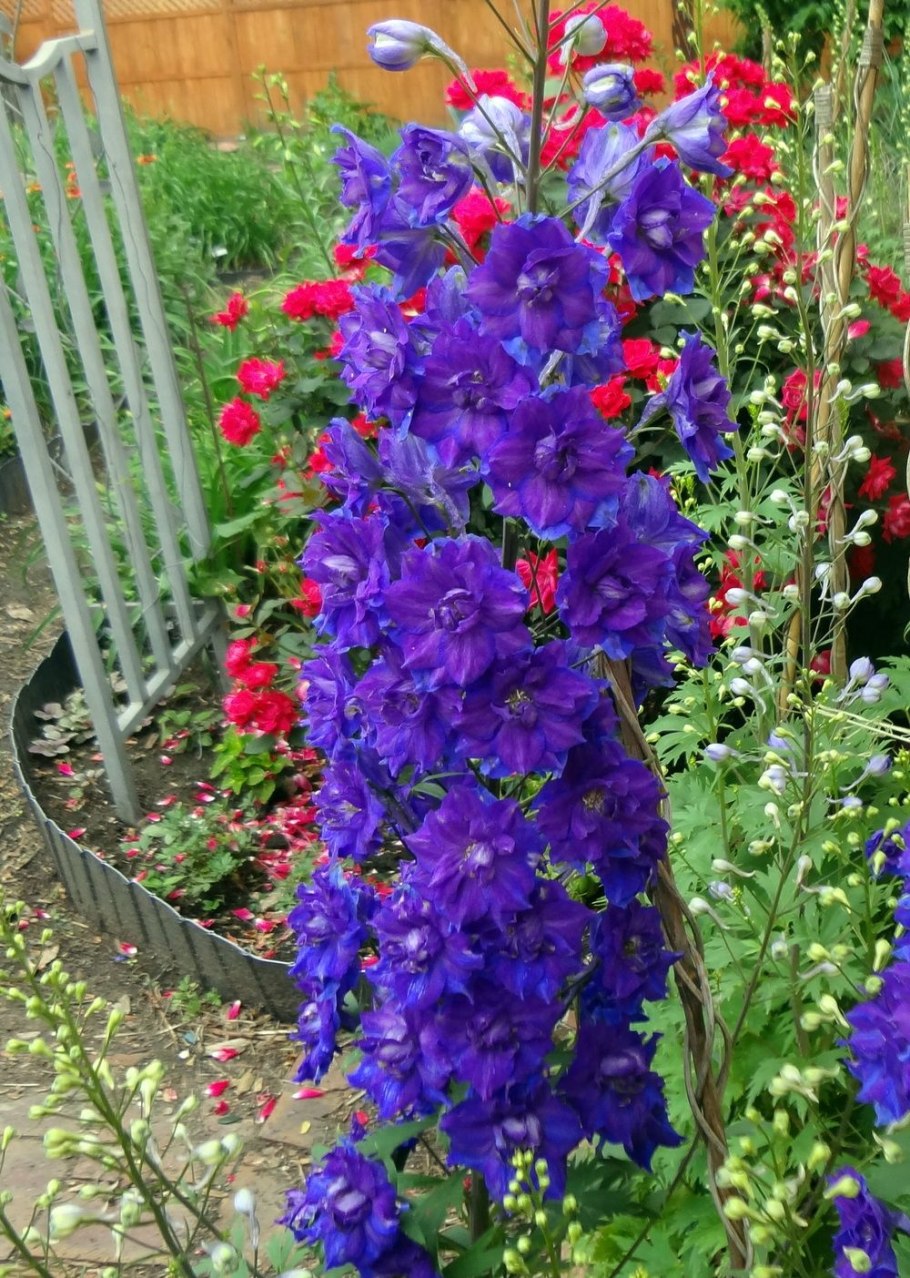 Дельфиниум Highlander ча ча