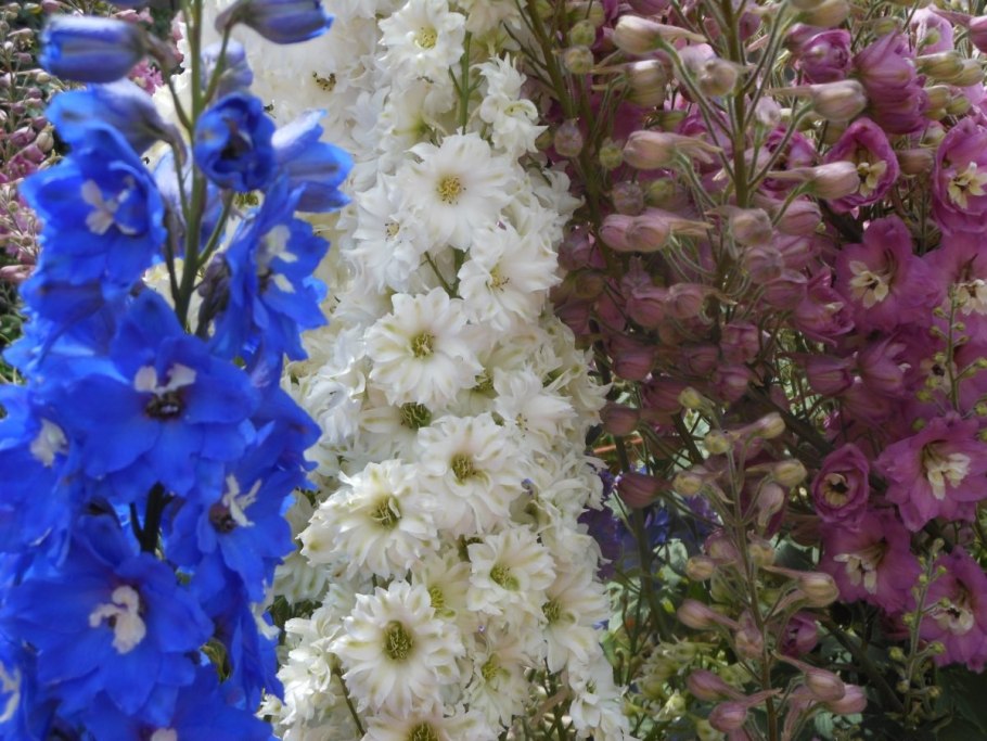 Дельфиниум хайлендер Мунлайт