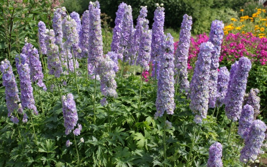 Дельфиниум Crystal Delight