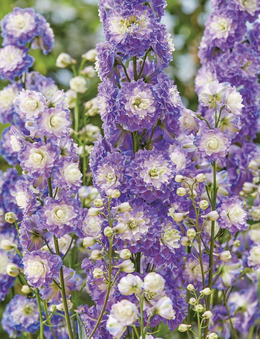 Дельфиниум шотландский Highlander