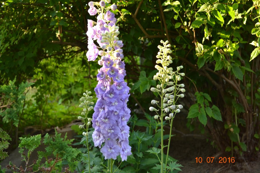 Дельфиниум гуневер Тихоокеанский