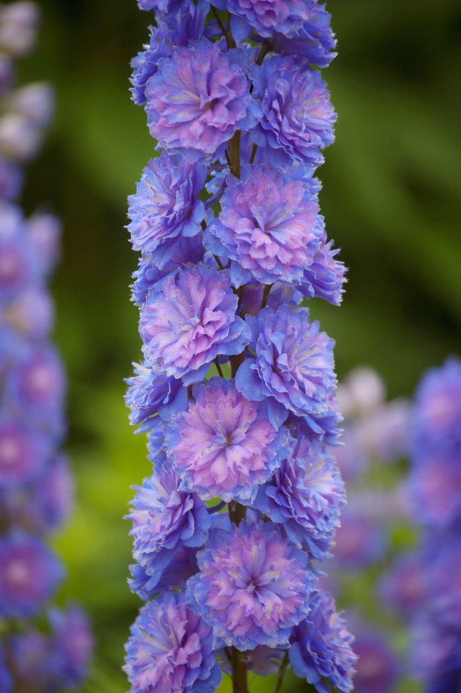 Дельфиниум Highlander Свит Сенсейшн