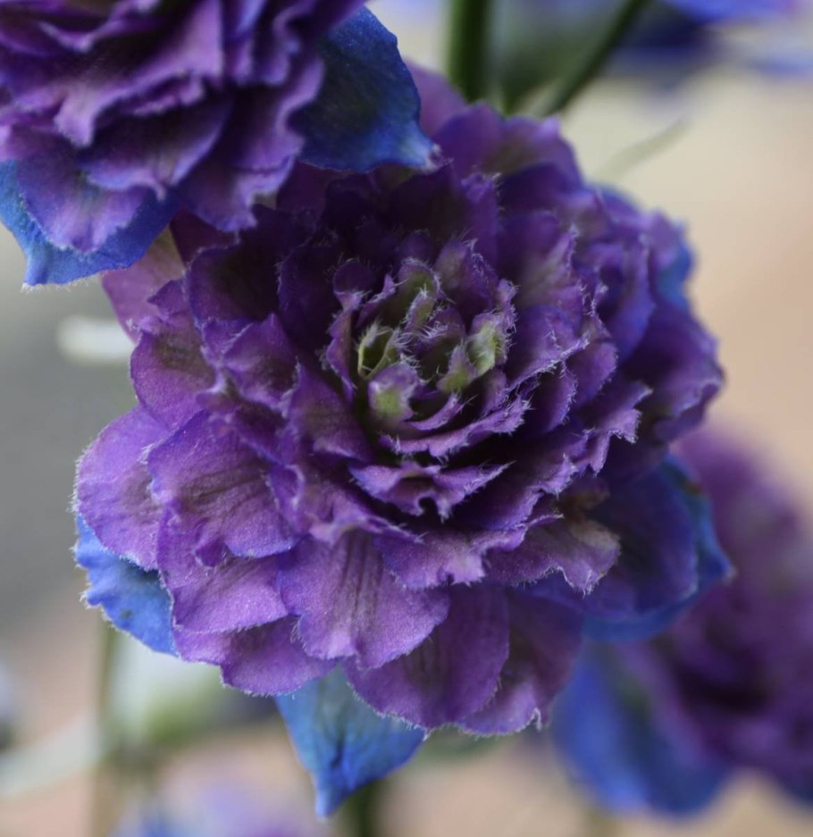 Свит сенсейшен дельфиниум