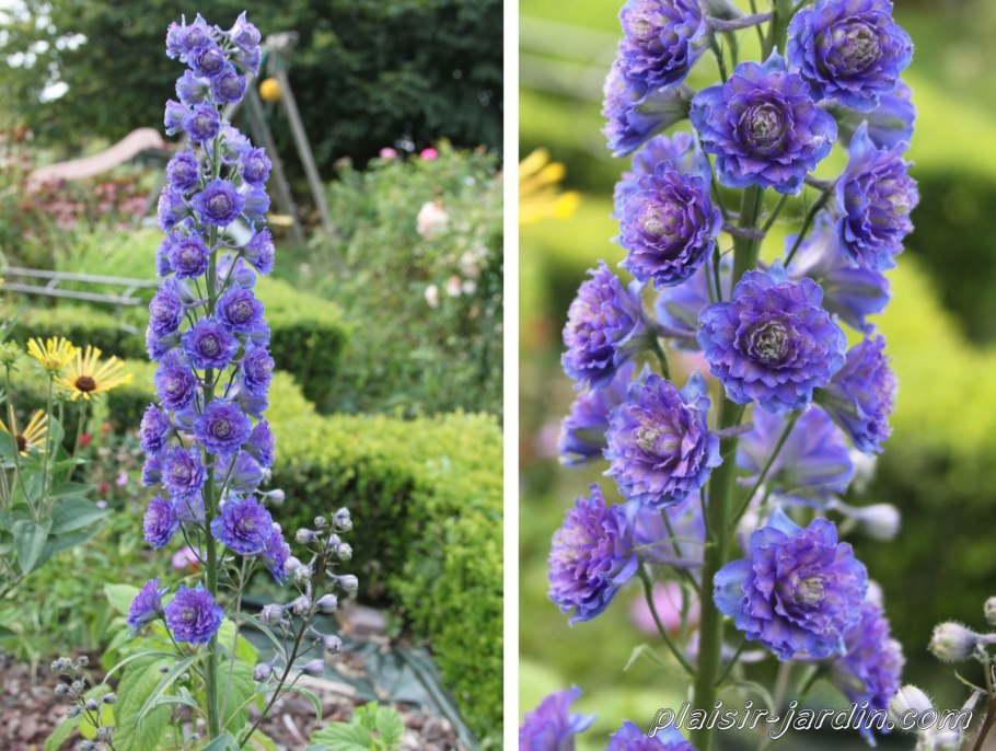Delphinium Highlander Cha Cha