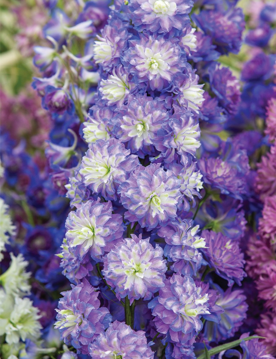 Дельфиниумы Шотландские гибриды