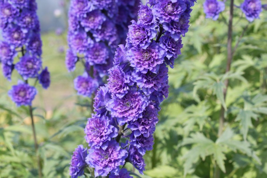 Дельфиниум высокий Sweet Sensation